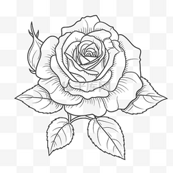 在白色背景轮廓草图上画一朵玫瑰