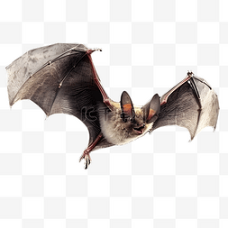 蝙蝠野生动物3d立体建模