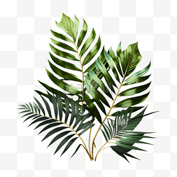 树木热带图片_棕榈叶绿色插画