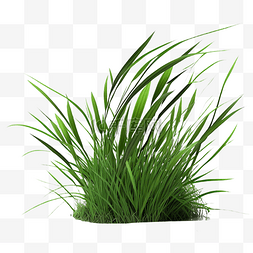绿草植物白底透明