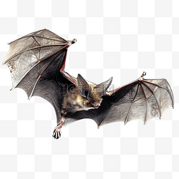 张开翅膀的黑色蝙蝠动物立体3d建