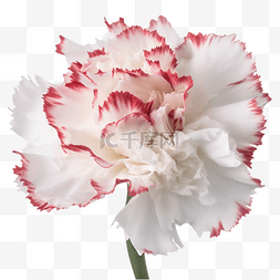 康乃馨花瓣白色透明