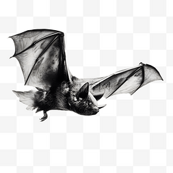 黑色蝙蝠张开翅膀飞翔立体3d动物