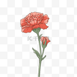 红色康乃馨花朵图片_康乃馨红色卡通
