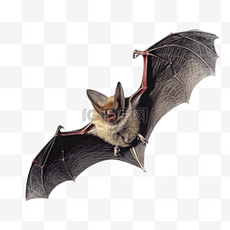 飞翔的蝙蝠展开翅膀动物立体3d建