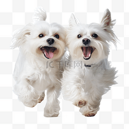 两只白色的可爱宠物马尔济斯幼犬