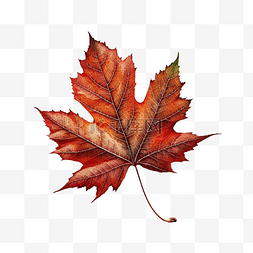 秋季叶子的装饰边框图案图片_叶子红色美丽枫叶