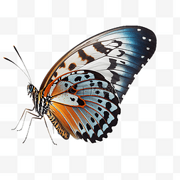 昆虫蝴蝶蓝色美丽写实