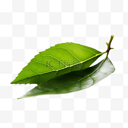 茶叶插画图片_绿叶茶叶树叶透明