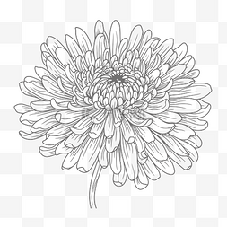 线描白色菊花图片_白色背景轮廓素描上的菊花着色页