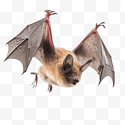 飞翔的蝙蝠野生动物立体3d角色建