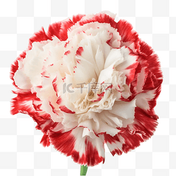 红色康乃馨花朵图片_康乃馨花朵盛开美丽