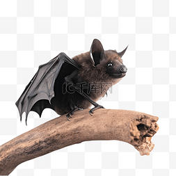 站在树枝上的黑色蝙蝠