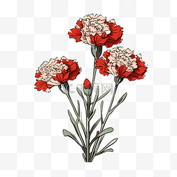 红色康乃馨花朵图片_康乃馨多色美丽