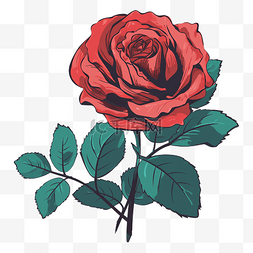 盛开的红玫瑰图片_玫瑰红色盛开图案