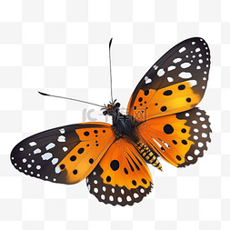 一只蝴蝶图片图片_美丽蝴蝶标本图