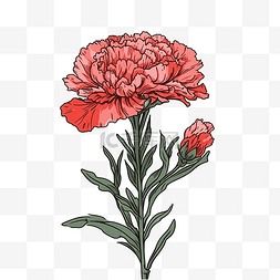 红色康乃馨花朵图片_康乃馨红色美丽