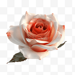 美丽红玫瑰花图片_玫瑰鲜花红色