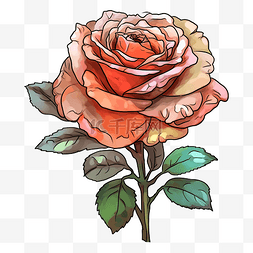 玫瑰粉色水彩风格图案