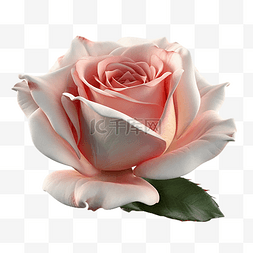 飘落的花朵图片_玫瑰粉色的花朵