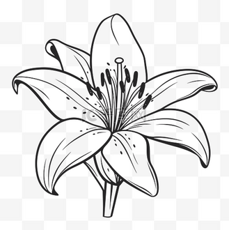 黑白百合花卉着色页轮廓素描 向量