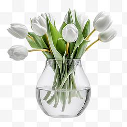 郁金香植物白色