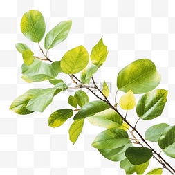 绿色雨水海报图片_叶子枝叶植物透明