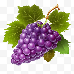 葡萄有机水果绿色透明