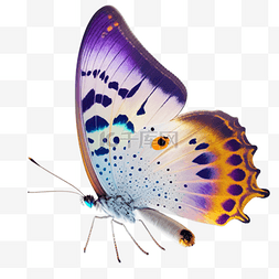 蓝色翅膀发光图片_橙色紫色渐变蝴蝶发光绚丽蝴蝶实