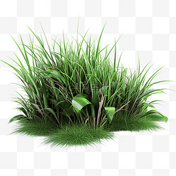 草丛勃勃生机的植物