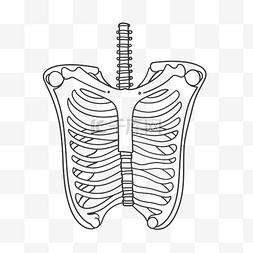肋骨轮廓草图的线条图 向量