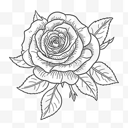 玫瑰花瓣线描图片_玫瑰轮廓草图的线条图 向量