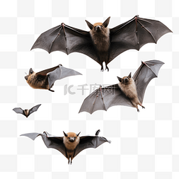 飞翔的蝙蝠3d立体角色建模