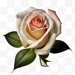 白玫瑰实物图