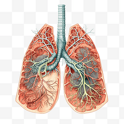 医疗彩色图片_肺彩色哮喘