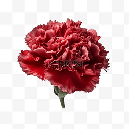 康乃馨花瓣红色