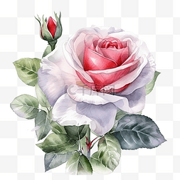 粉色爱心玫瑰图片_玫瑰植物情人节