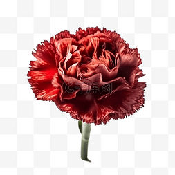 康乃馨花朵红色图片_康乃馨花朵红色