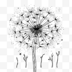 用黑白轮廓素描画一朵蒲公英花 