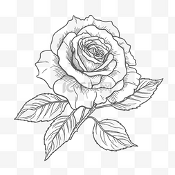 玫瑰写实图图片_用于着色页轮廓草图的玫瑰线图 