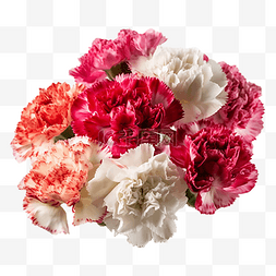 红色康乃馨花朵图片_康乃馨花卉鲜艳