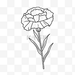 素描花卉图片_康乃馨着色页轮廓素描 向量