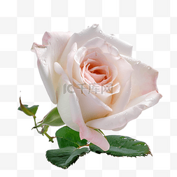 玫瑰白色美丽花