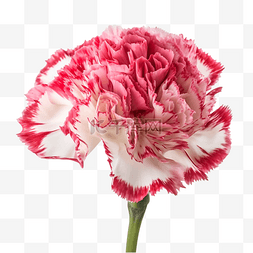 康乃馨植物花卉粉色