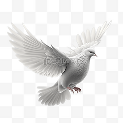 和平的白鸽图片_和平鸽飞翔卡通白底透明