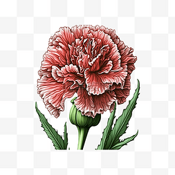 水彩花卉一束花图片_康乃馨红色美丽插图