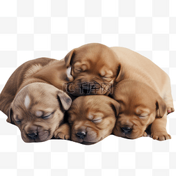 一群沙皮狗幼犬趴在一起睡觉
