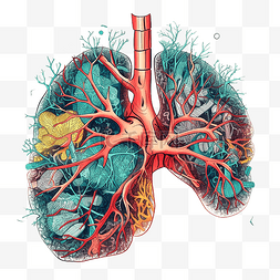 绿色的肺图片_哮喘日肺部插画