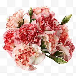 红色康乃馨花朵图片_康乃馨花卉茂盛