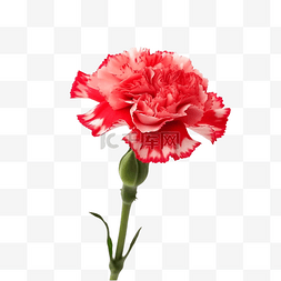 透明红色边框图片_花卉母亲节感恩透明